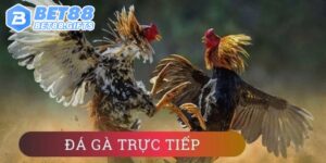 Đá Gà Trực Tiếp Tại Bet88